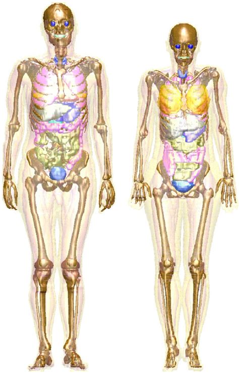 In this course we will create a female body and head from scratch. Images of the male (left) and female (right) computational phantoms.... | Download Scientific ...