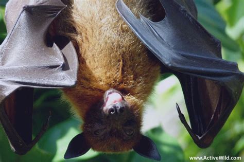 Are Birds Mammals? Find Out In This Definitive Guide!