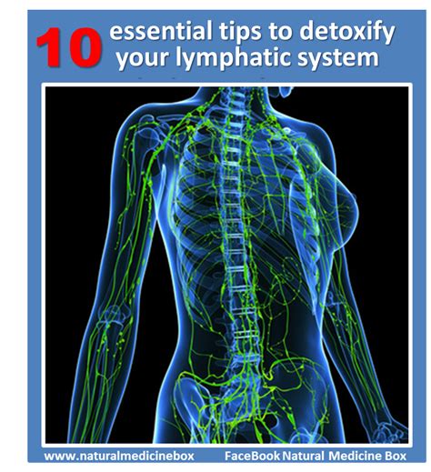 10 Essential Tips To Cleanse Your Lymphatic System