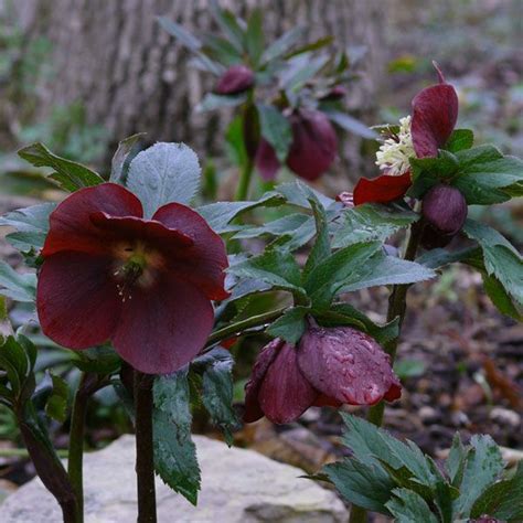 I Love Hellebores But I Dont Seem To Be Able To Find This Colour In