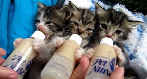 Bottle Fed Kittens Are Too Cute Video