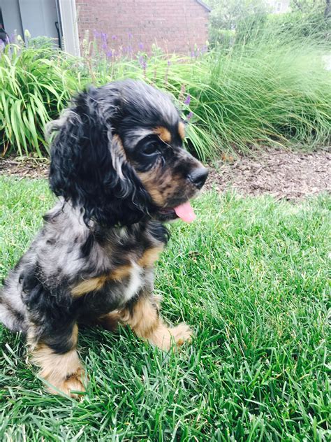 Whatever the reason might be, these puppies are up for adoption and looking for loving owners like you! Crocker Spaniel Puppy | Spaniel puppies, Puppies, Spaniel