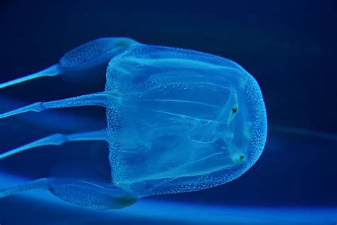 Australian Box Jellyfish Animals Of Oceania Worldatlas