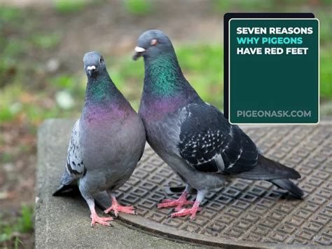 Why Do Pigeons Have Red Feet Pigeon Ask