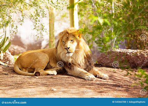 Beautiful African Lion Laying In Jungle Stock Photo Image Of Outdoors