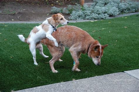 All About Humping In Dogs And How To Stop It Dog Product