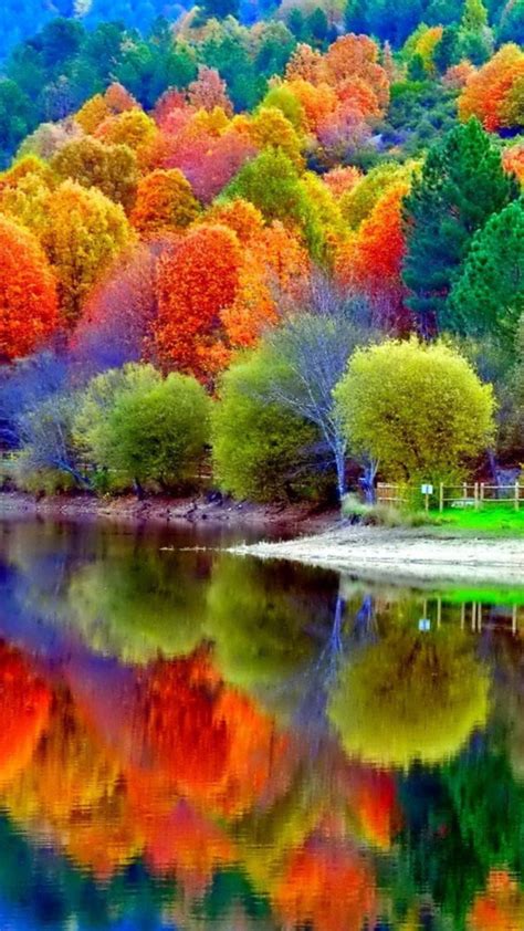 Colorful Tress In Forest With Reflection On Lake 4k Hd Nature