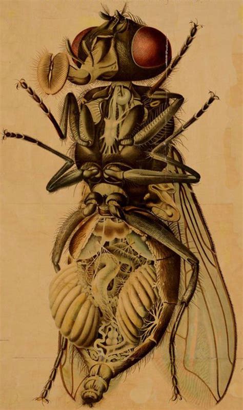 Pin By Steven Hunn On Science Drawings Insect Art Anatomy Art
