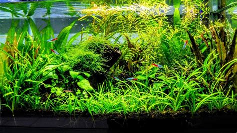 We also buy plants in bulk and always we provide kiwis with all the resources and tools they need to create a beautiful aquascape. How To Aquascape A Low Tech Planted Aquarium part 3 - YouTube