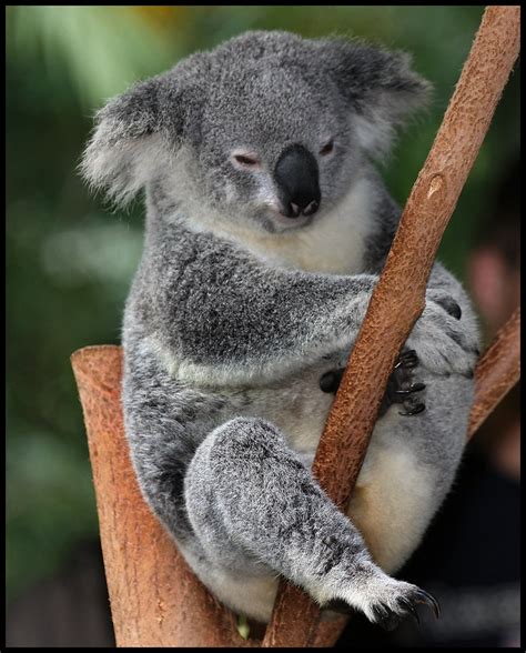 Koala At Australia Zoo 01 Koala At Australia Zoo Flickr