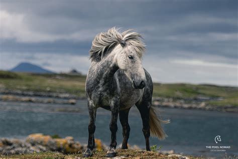 Eriskay Pony — The Pixel Nomad