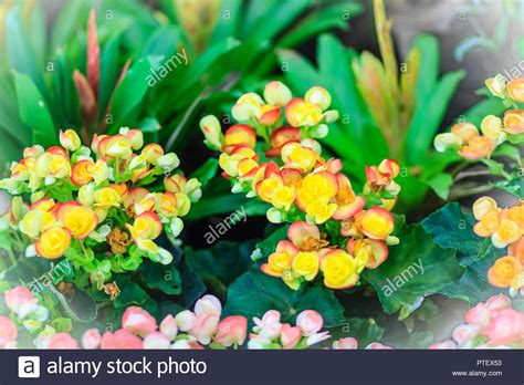 Yellow Hybrid Rieger Begonias Begonia X Hiemalis Are Called Winter