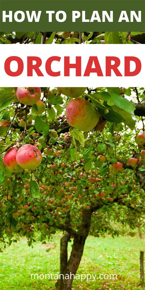 How To Plan An Orchard Backyard Garden In 2021 Fruit Trees Backyard