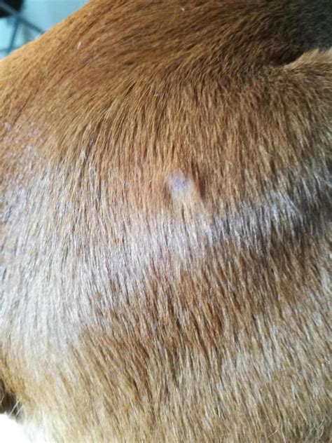 Strange Bump On Skin Boxer Forum Boxer Breed Dog Forums