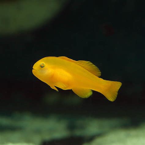 Yellow Coral Goby Fast Delivery Abyss Aquatics Uk