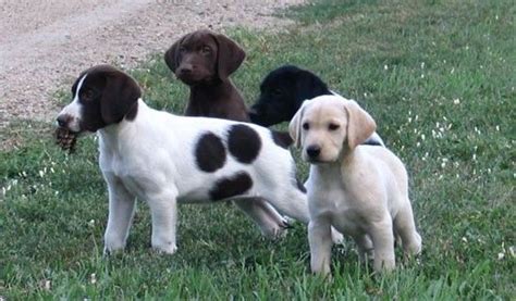 This is a repeat breeding. dog-breeds - G - German Shorthaired Pointer - Page 50 ...