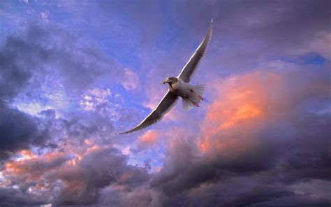 Wonderful Flying Bird Wallpaper 1920x1200