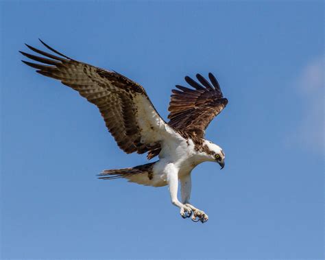 Interactive Learning Birds Of Prey Osprey Predator Bald Eagle Zoo