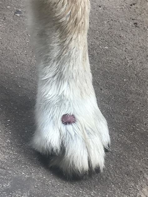 My Dog Has A Red Bump Growing On The Back Of His Paw Hes An Outdoor