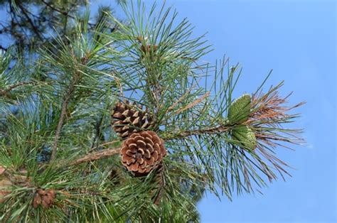Shortleaf Pine An Important Component To Njs Forests New Jersey Audubon