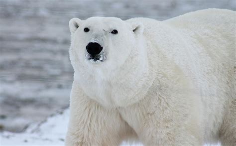 50 Polar Bear Jokes That Will Help To Break The Ice With Laughter