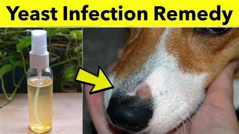 How To Treat Yeast Infection In Dogs And Other Pets Dog Ear Infection