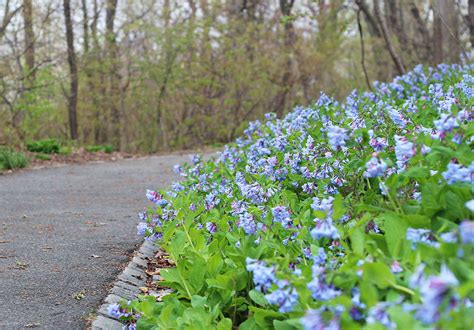 Happy in poor soil, dwarf cinquefoil spreads relatively quickly by runners. Native Perennials for a Shade Garden: 9 Favorites for Cold ...