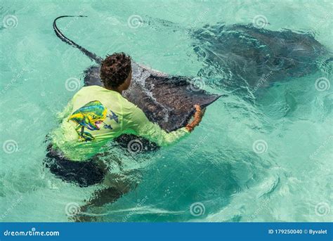 stingray and man at stingray city in grand cayman islands editorial image image of landscape