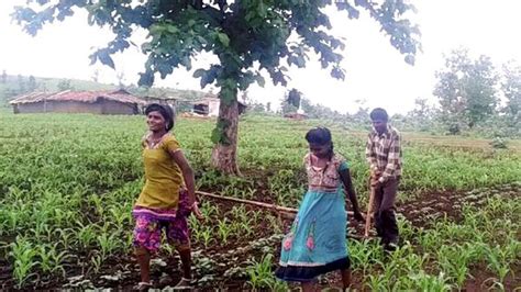 Poor Mp Farmer Uses Daughters In Place Of Oxen To Pull Plough The Hindu