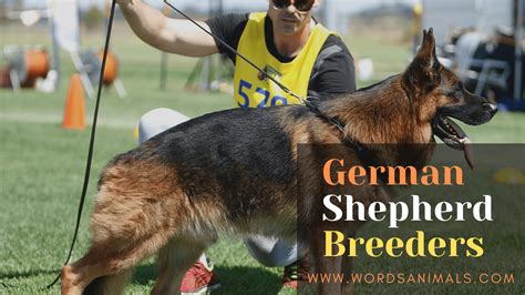 The Best German Shepherd Breeders Information In 2023