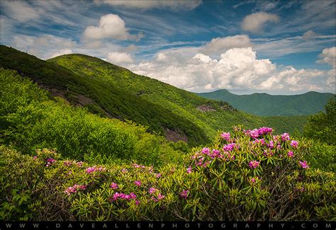 Blue Ridge Parkway Craggy Gardens Rhododendron Bloom Nc Flickr
