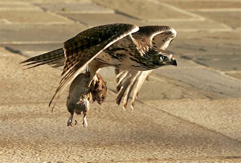 There are no shortage of stories of hawks picking up dogs and cats, but how much weight can a hawk actually carry? Third Place | Science / Natural History