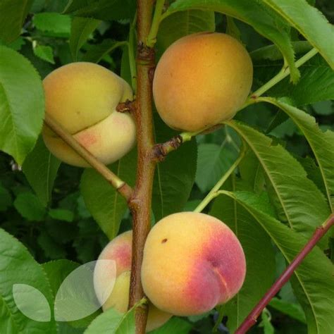 See more ideas about tree, beautiful tree, nature. Peach & Nectarine Twin Tree Blackmoor Nurseries ...
