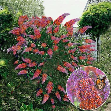 Buddleia Flower Power Butterfly Bush Vibrant Colours Plant Plants
