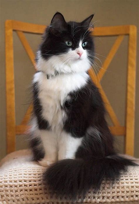 Beautiful Tuxedo Cats Top