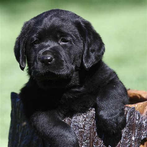 How Much Is A Black Lab Puppy