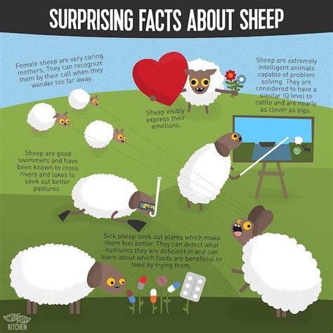 Surprising Facts About Sheep Simple Happy Kitchen