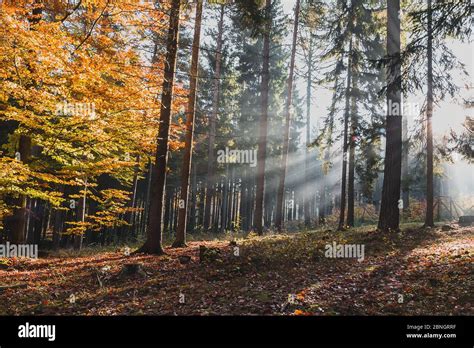 Autumn Forest With Colorful Leaves And Sun Rays In Misty Fog Czech