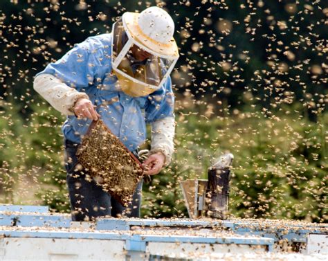 Introduction To Beekeeping Free Webinar Tualatin Soil And Water
