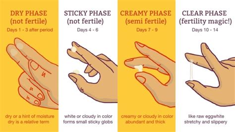 What Does Your Cervical Mucus Say About Your Fertility A Lot Actually