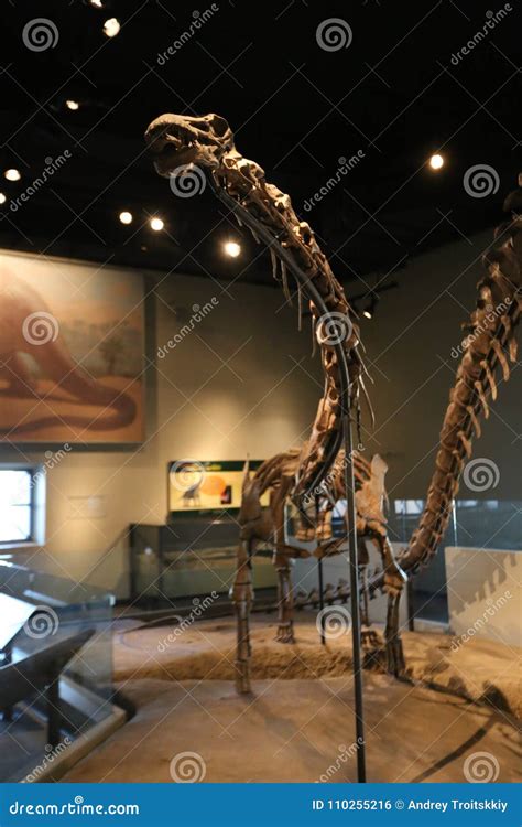 Jurassic Period Editorial Photo Image Of Dakota Bones 110255216