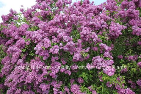 Purple Old Fashion Lilac Bushes Potted Plants The Most Fragrant Li