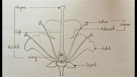 How To Draw A Labelled Diagram Of Longitudinal Section Of Flower The