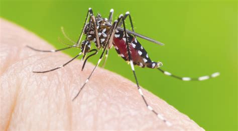 Se Confirmaron 2492 Casos De Dengue En Argentina Perfil