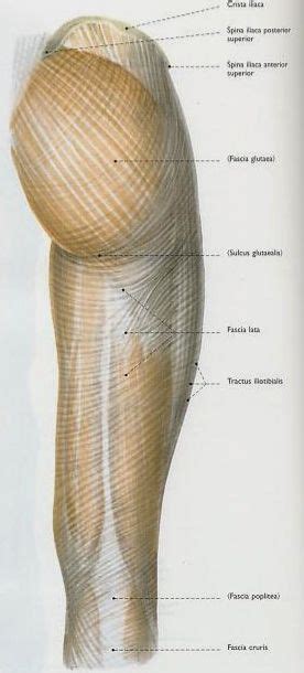 Mnemonics that can be used to remember the anatomy of the ankle tendons from anterior to posterior as they pass posteriorly to the medial malleolus of the tibia under the flexor retinaculum in the tarsal tunnel include: Fascial layers of upper leg | Fascia, Rolfing, Decor