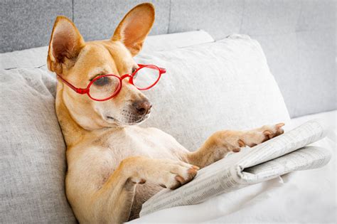 Dog In Bed Reading Newspaper Stock Photo Download Image Now Istock