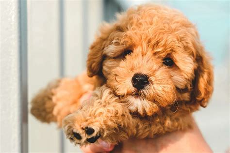 Toy Poodle Dog Breed Information And Characteristics Daily Paws