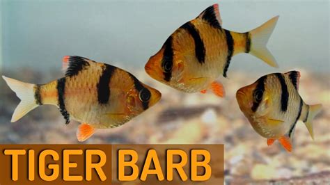 Tiger Barbs And Common Problems How To Solve Them Puntigrus Tetrazona
