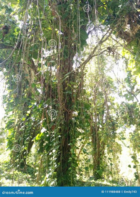 Vines Hanging From A Jungle Tree Stock Photo Image Of Plants White