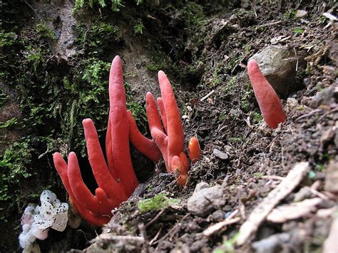 8 Most Poisonous Types Of Mushrooms Worldatlas
